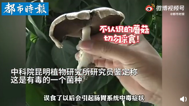 傳送帶輸送帶廠家：神奇！昆明一辦公室內(nèi)竟長(zhǎng)出有毒蘑菇